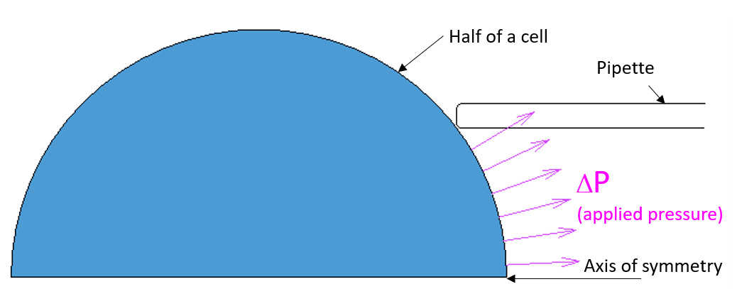 Micropipette Aspriation FEA -- model