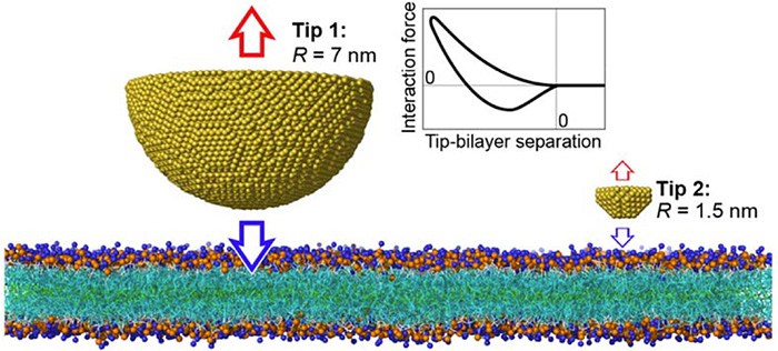 Molecular dynamics simulation for interaction of a cantilever tip with lipid bilayers. Two tips with different radii are shown for comparison, as well as a sample force/displacement curve